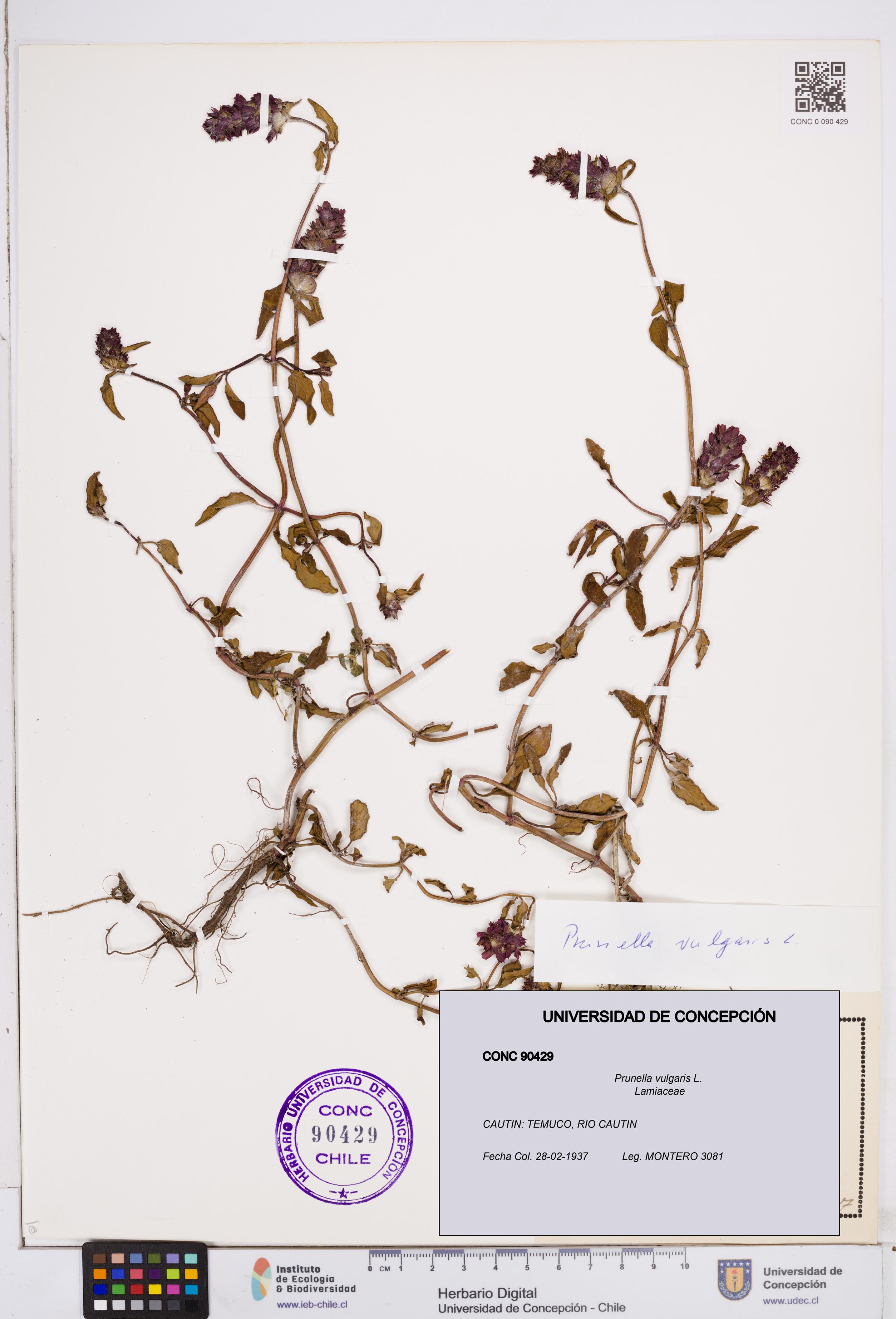 Prunella vulgaris [Espécimen: ]