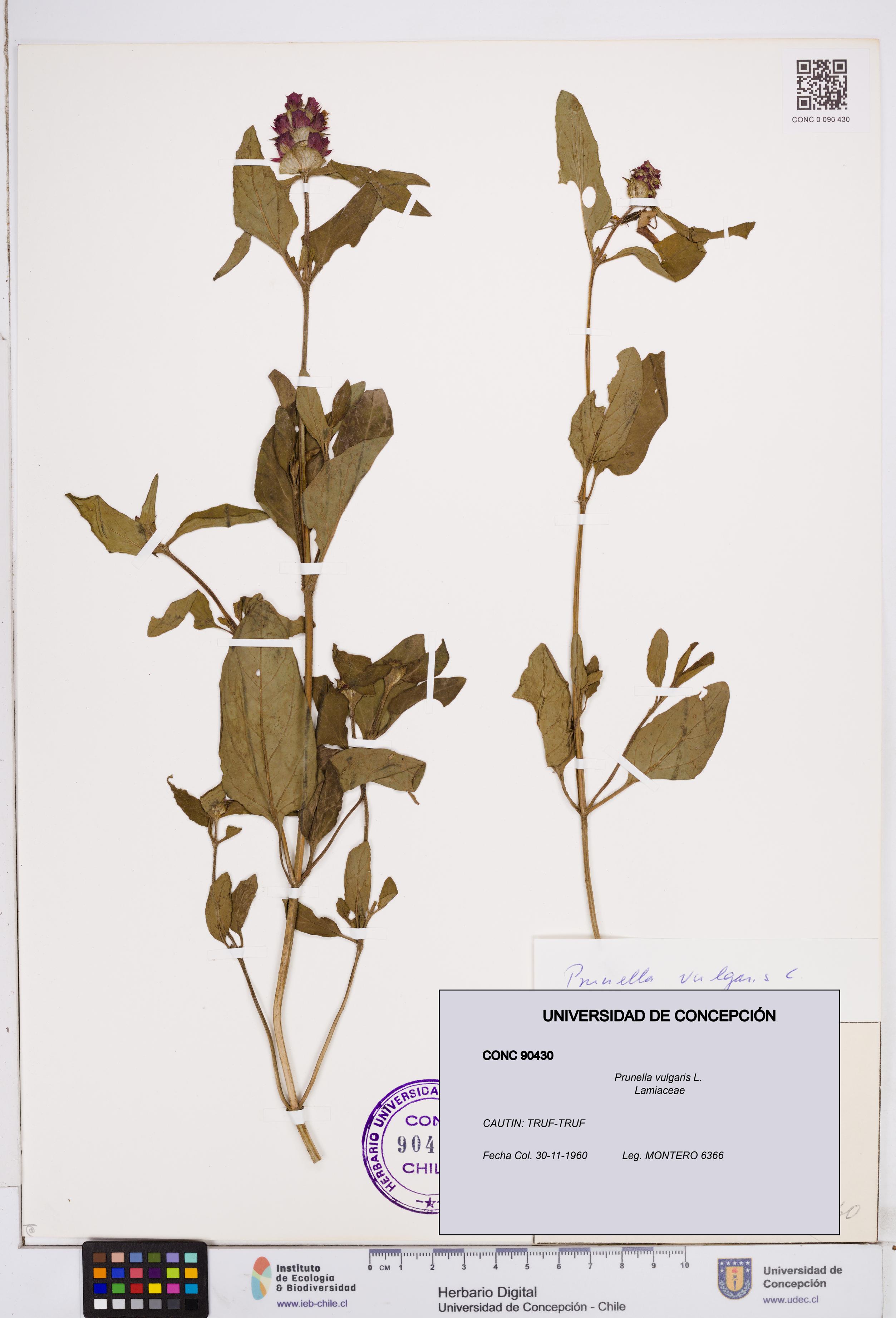 Prunella vulgaris [Espécimen: ]