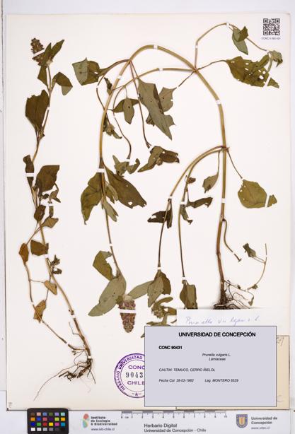 Prunella vulgaris [Espécimen: ]