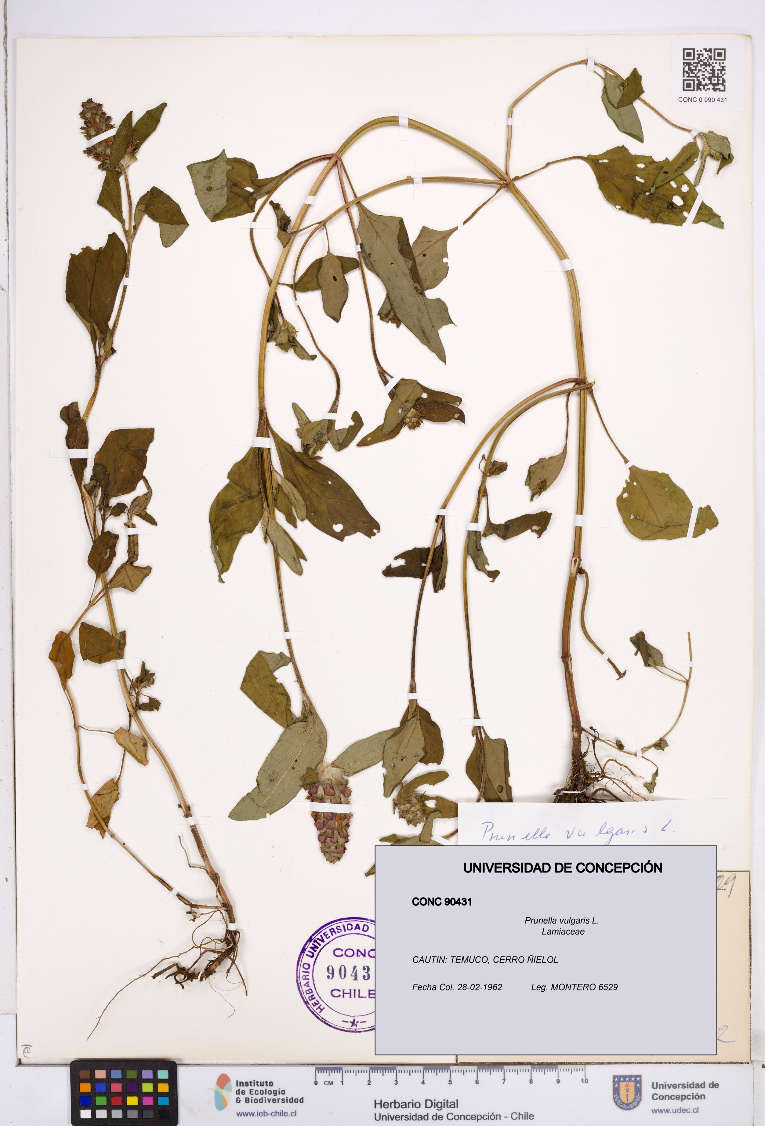 Prunella vulgaris [Espécimen: ]