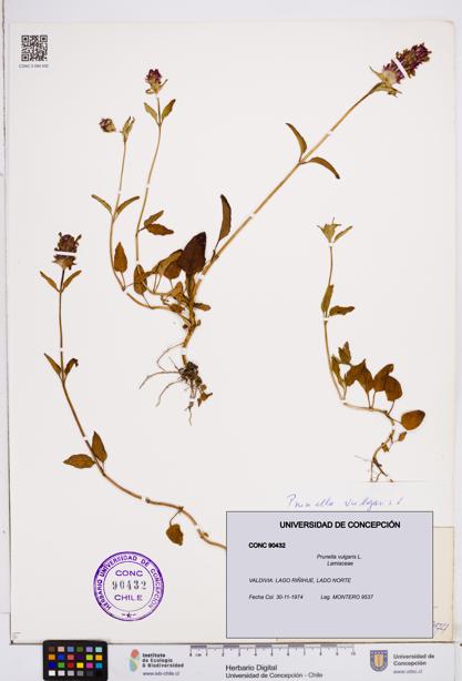 Prunella vulgaris [Espécimen: ]