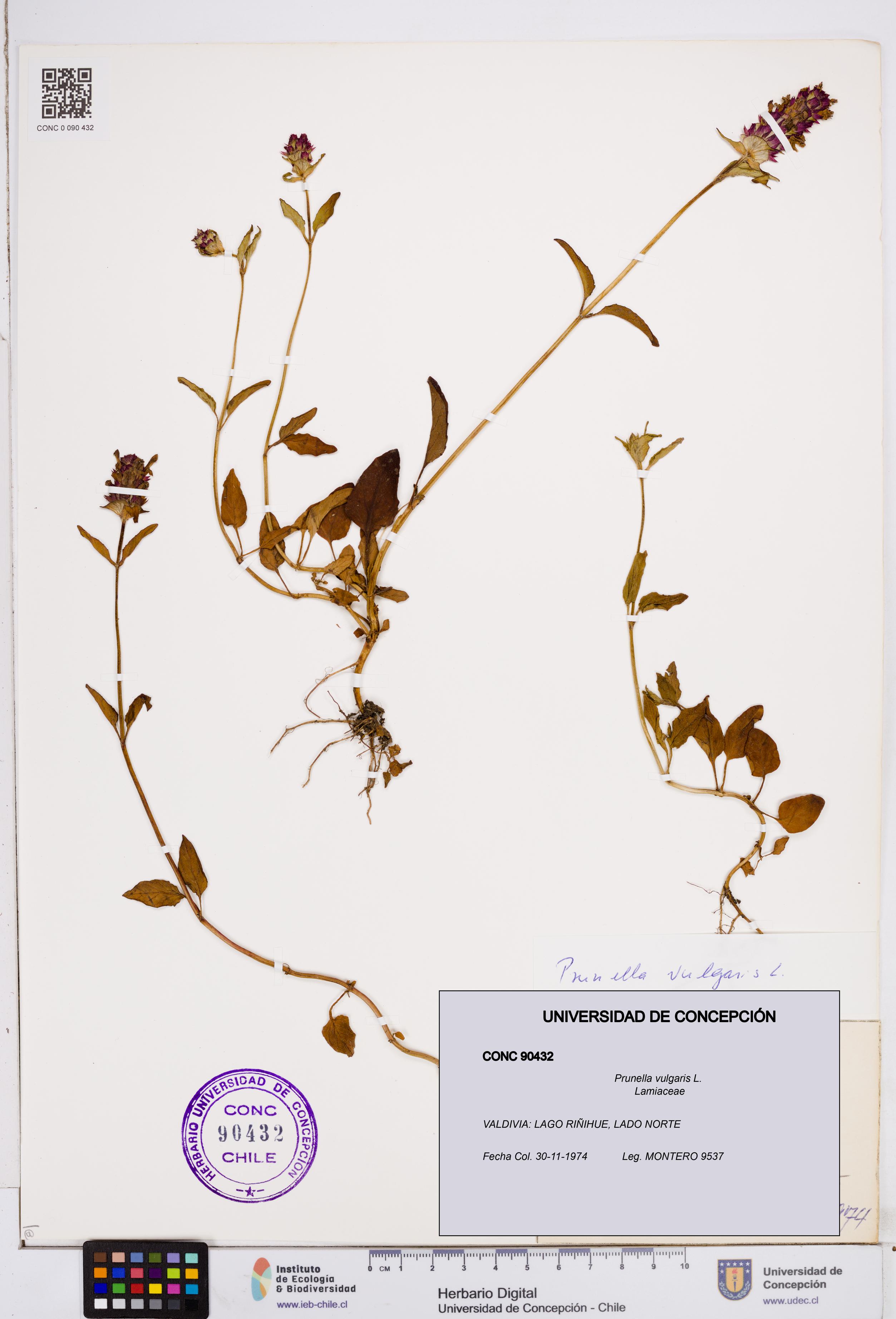 Prunella vulgaris [Espécimen: ]