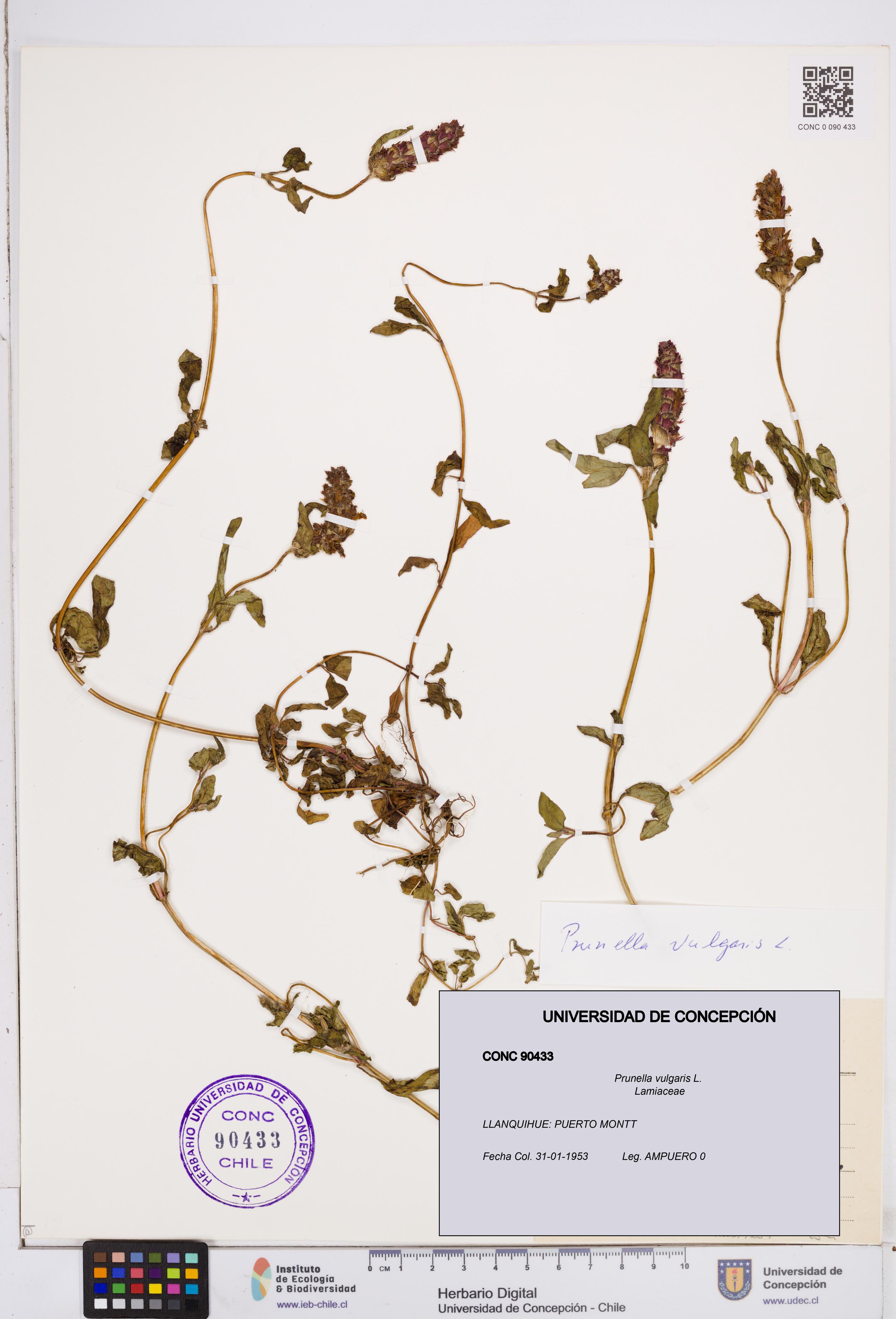 Prunella vulgaris [Espécimen: ]