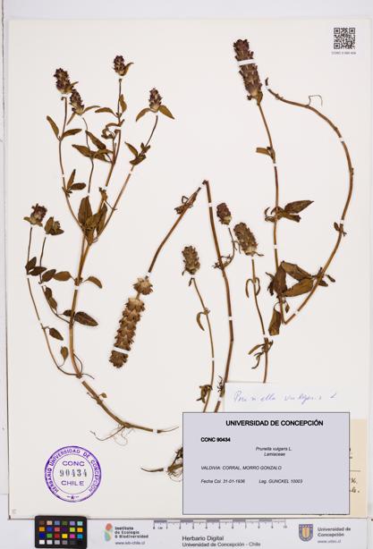 Prunella vulgaris [Espécimen: ]
