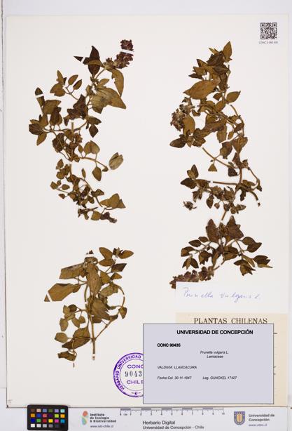 Prunella vulgaris [Espécimen: ]