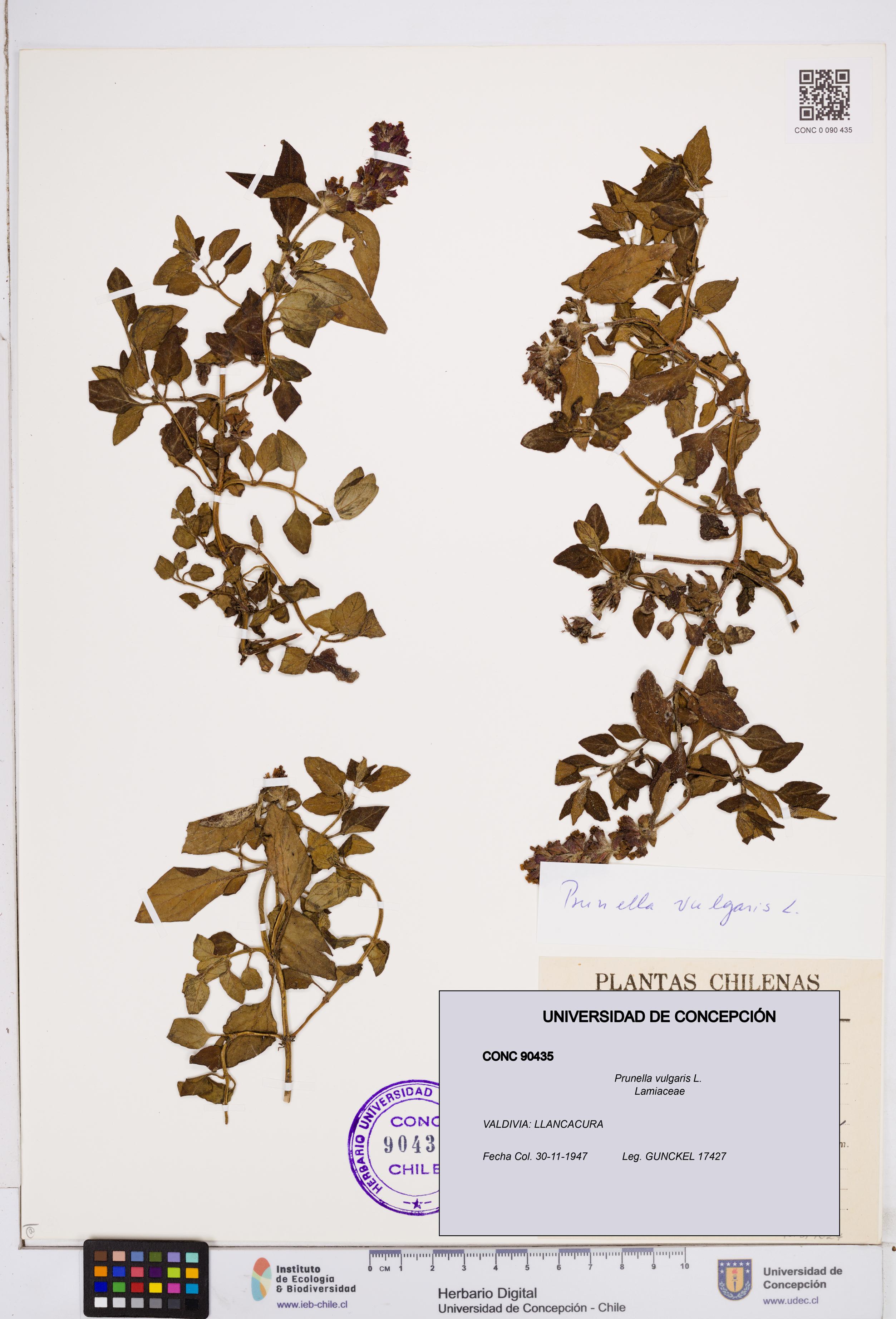 Prunella vulgaris [Espécimen: ]