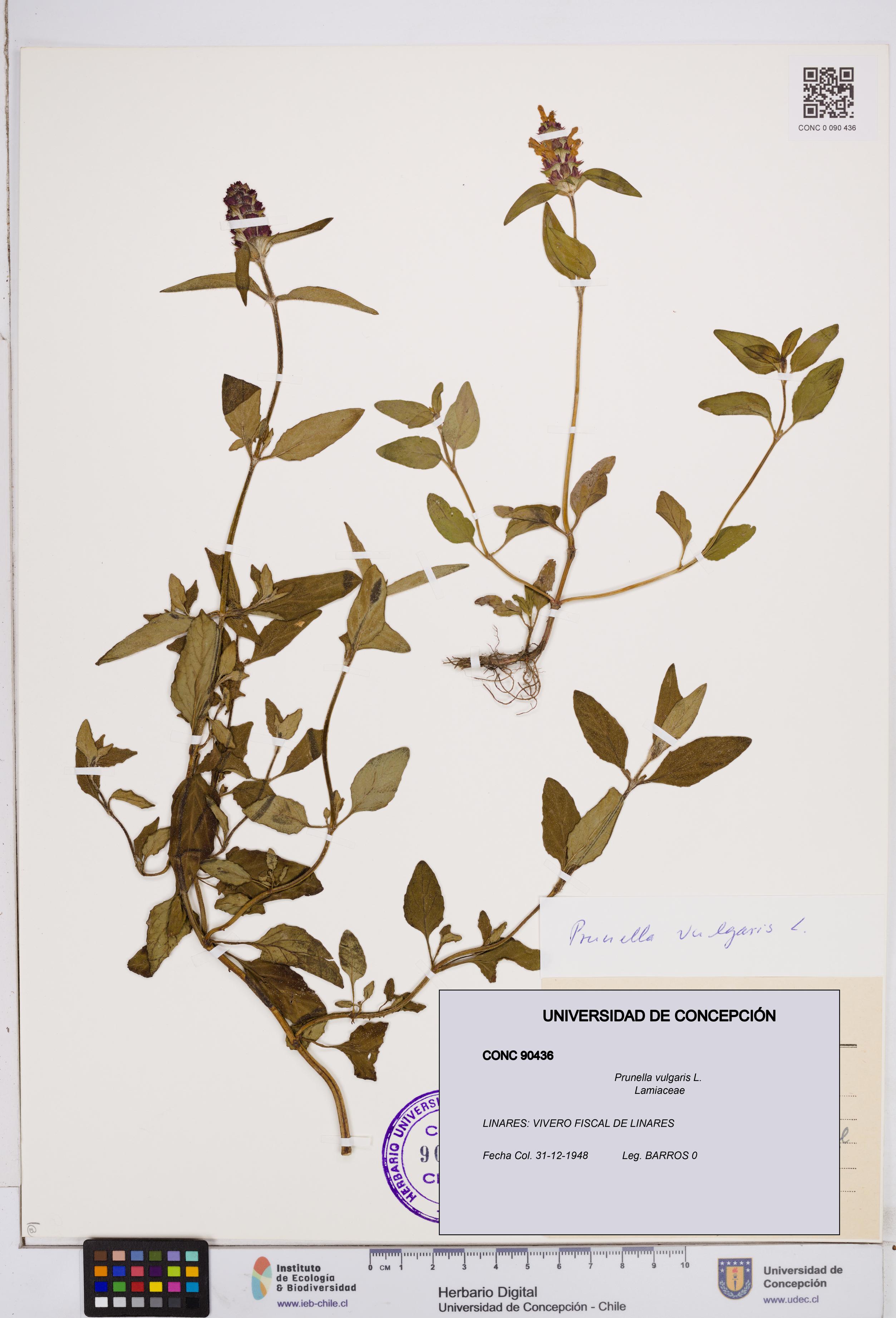 Prunella vulgaris [Espécimen: ]