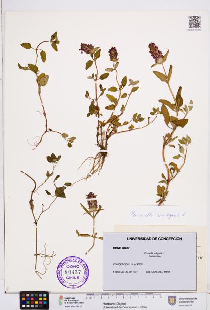 Prunella vulgaris [Espécimen: ]