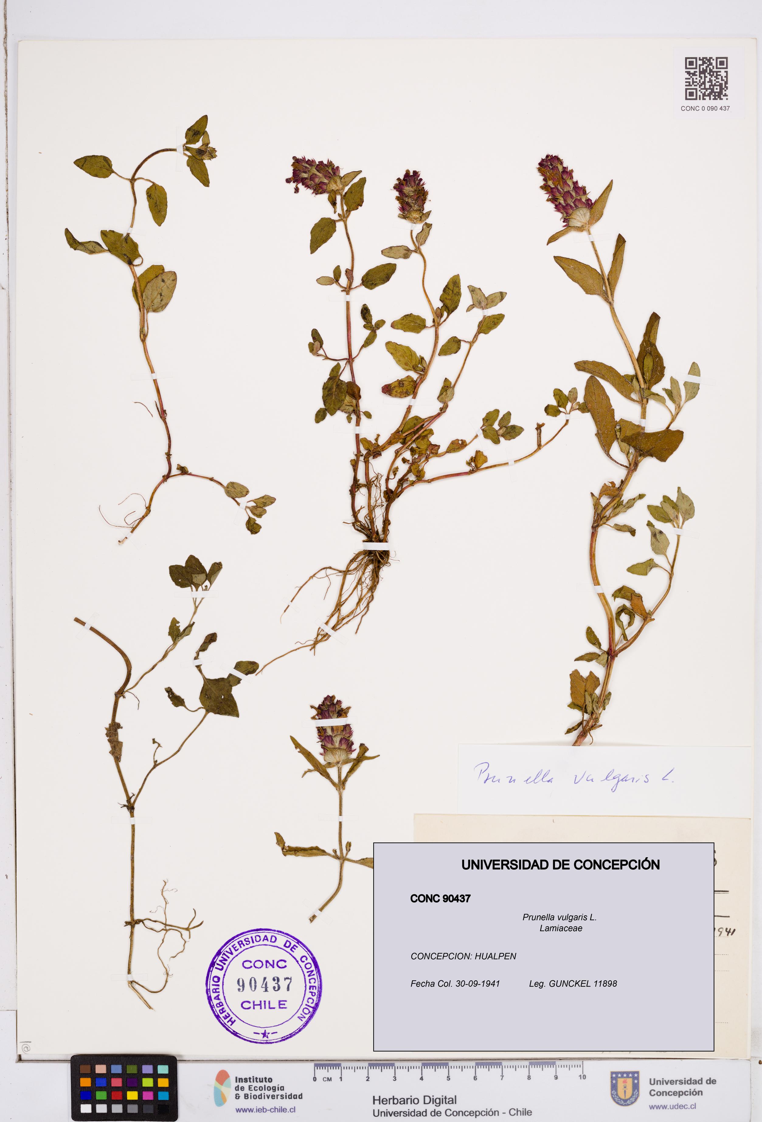 Prunella vulgaris [Espécimen: ]
