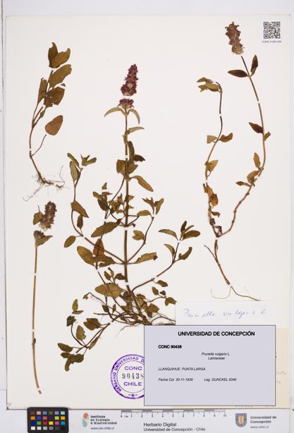 Prunella vulgaris [Espécimen: ]