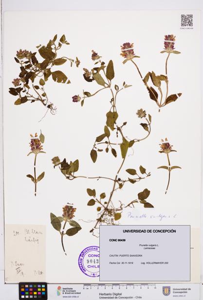 Prunella vulgaris [Espécimen: ]