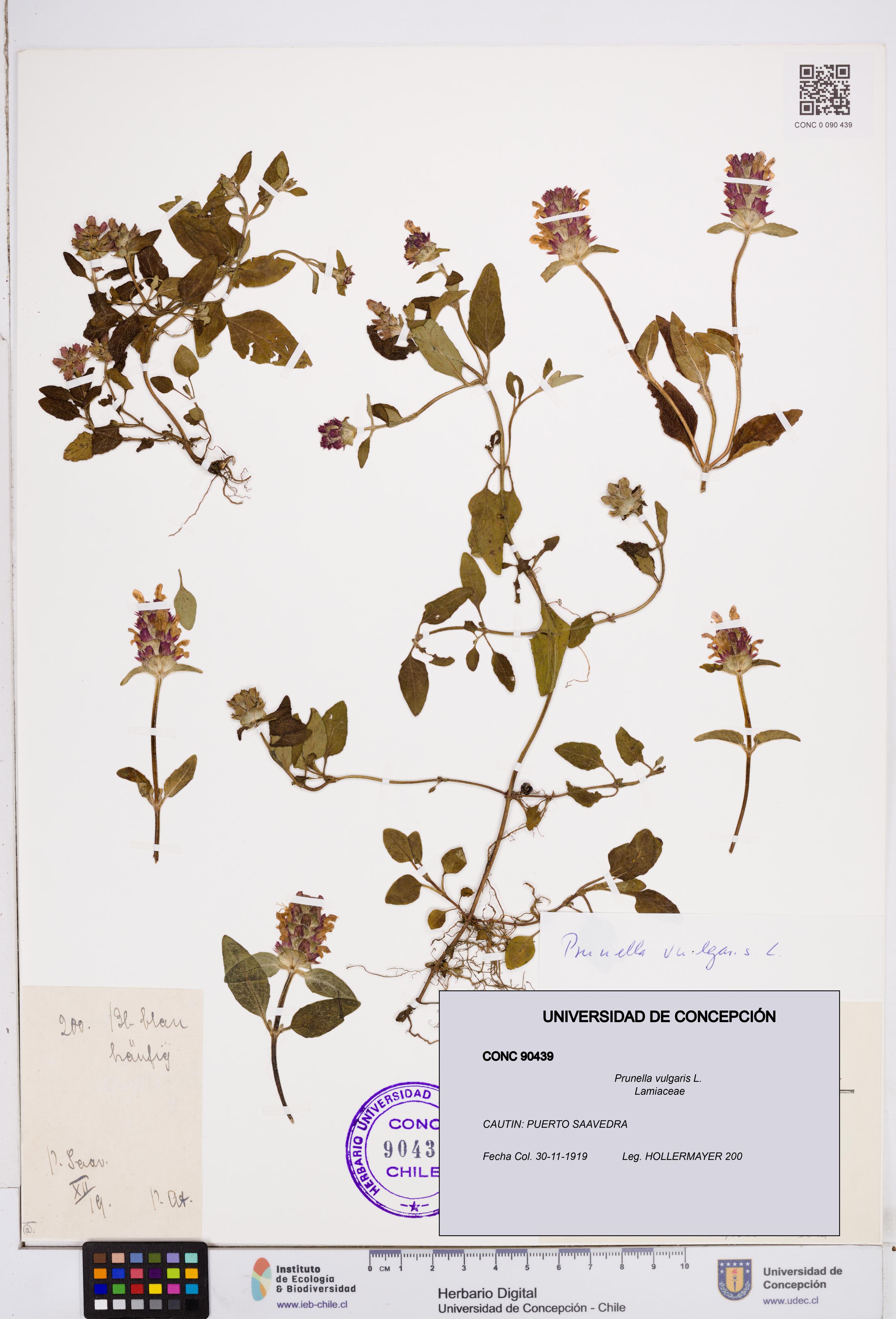 Prunella vulgaris [Espécimen: ]