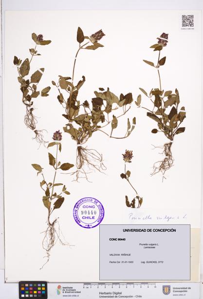 Prunella vulgaris [Espécimen: ]