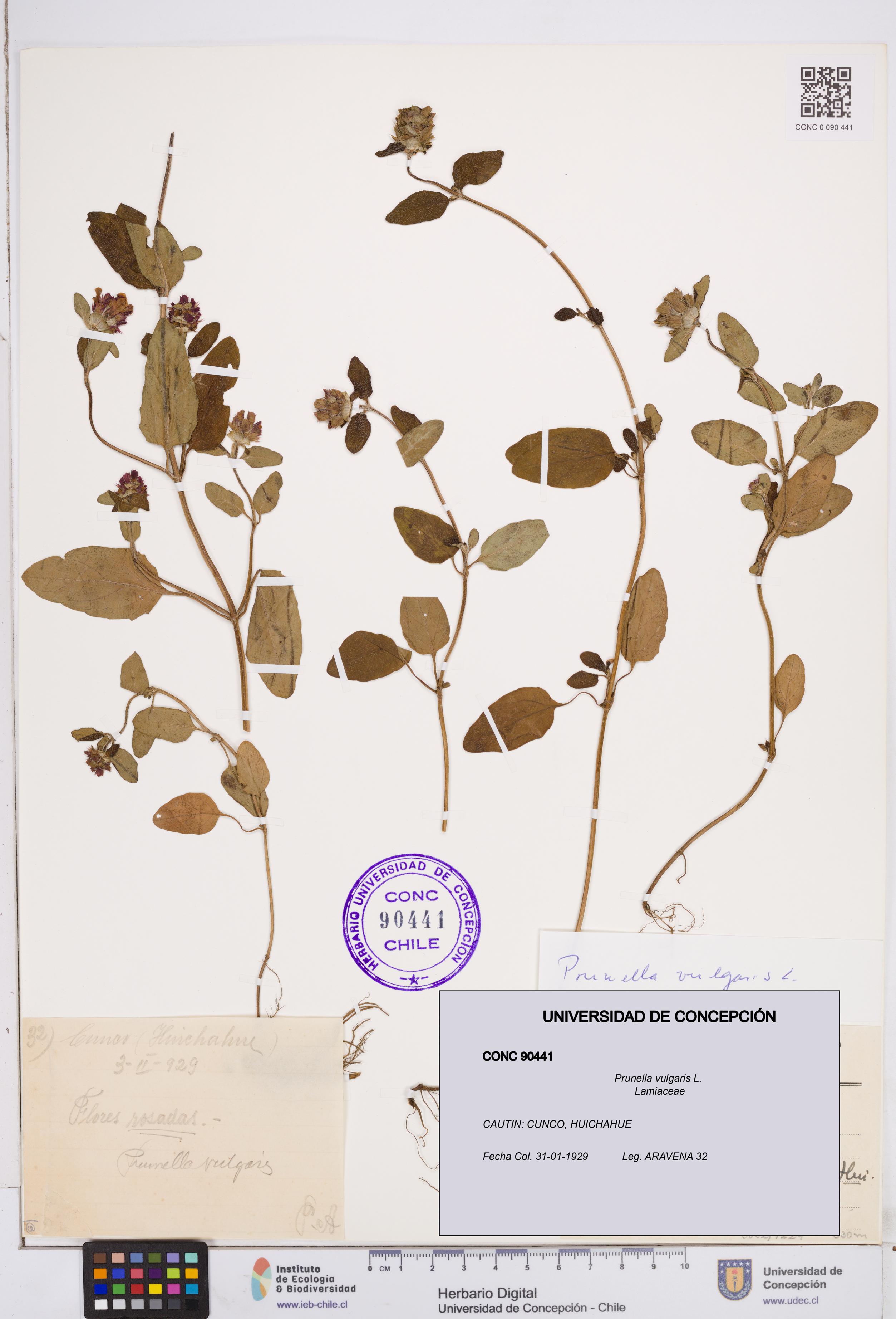 Prunella vulgaris [Espécimen: ]
