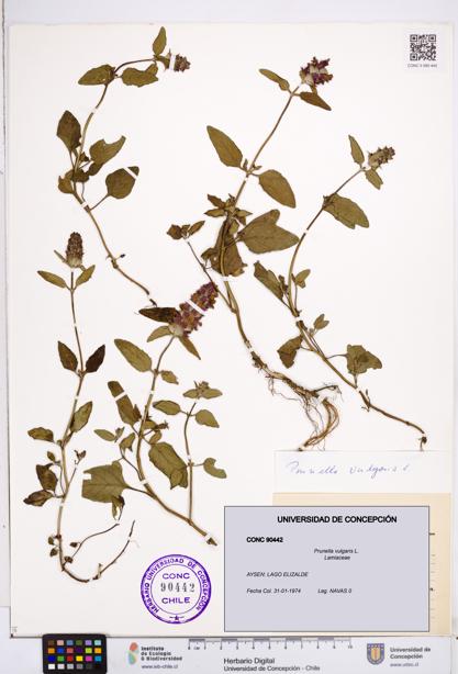 Prunella vulgaris [Espécimen: ]