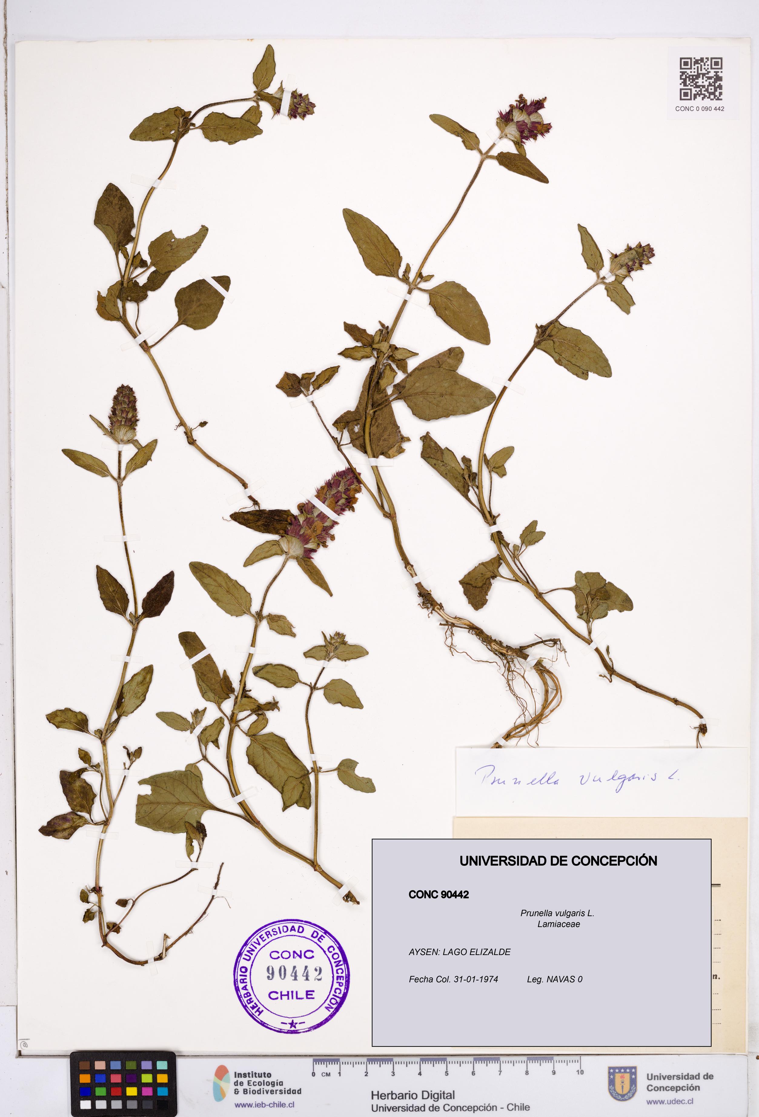 Prunella vulgaris [Espécimen: ]