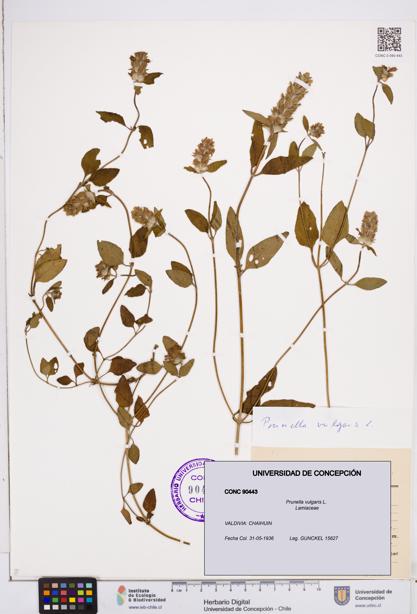 Prunella vulgaris [Espécimen: ]