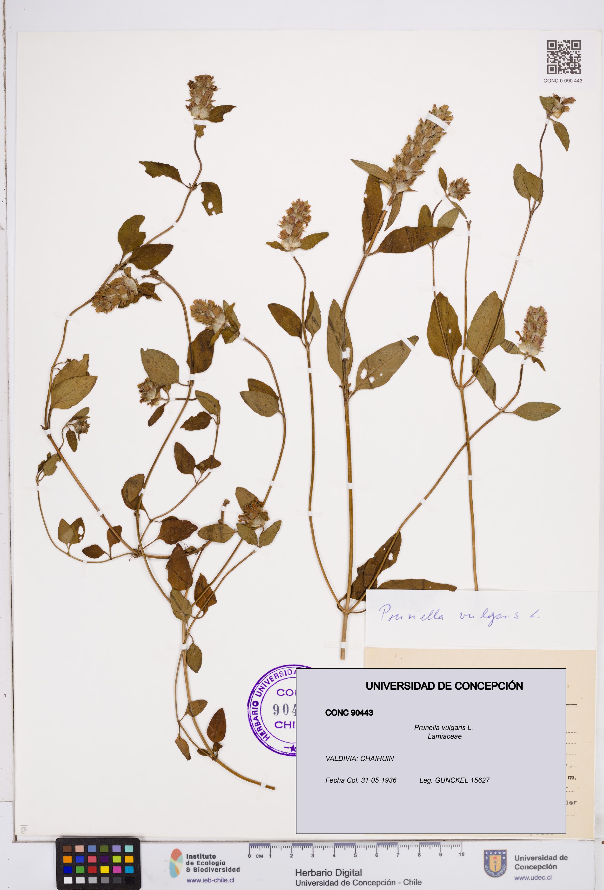 Prunella vulgaris [Espécimen: ]