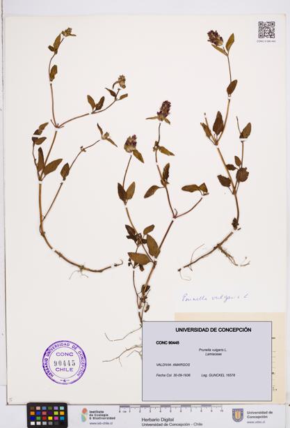 Prunella vulgaris [Espécimen: ]