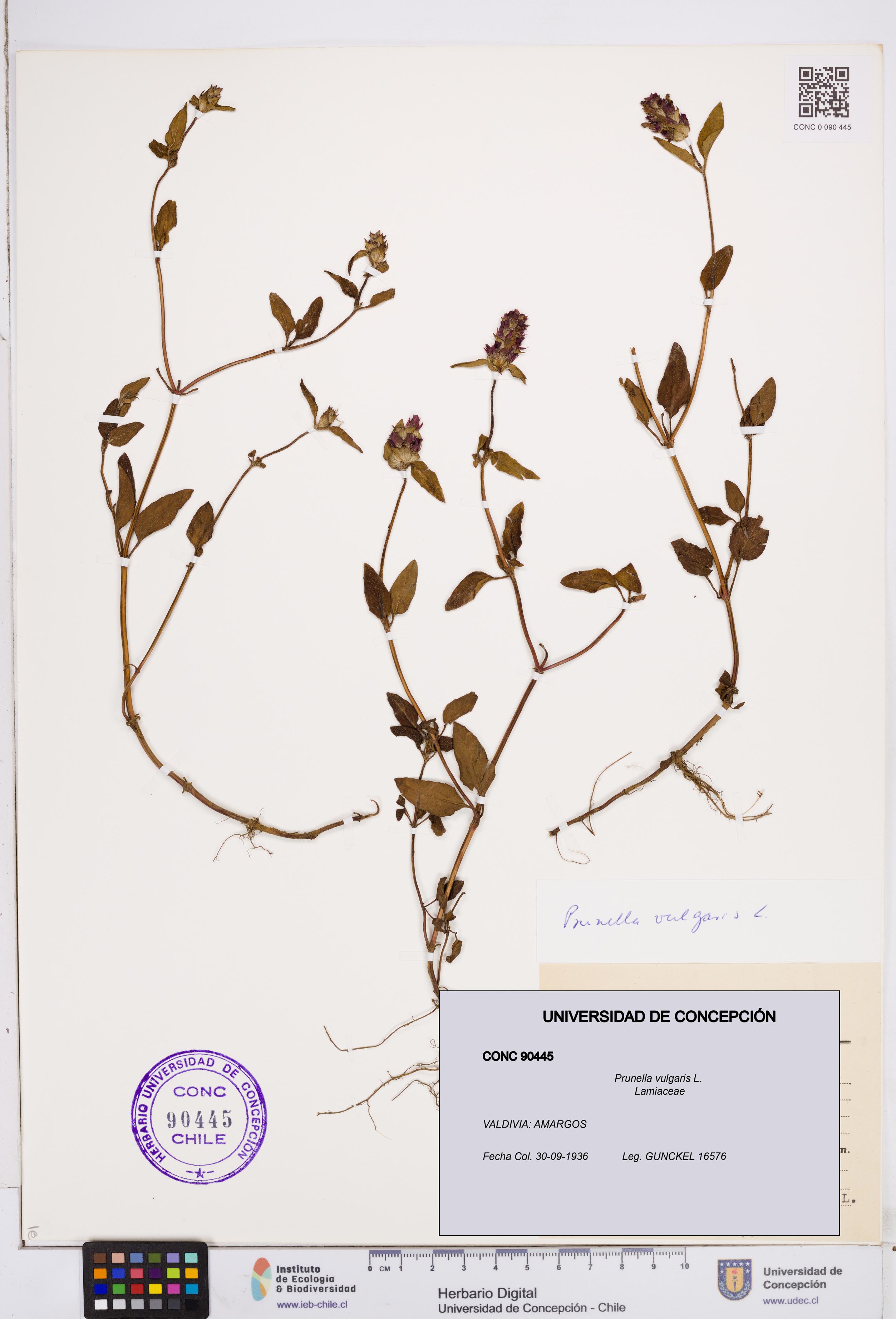 Prunella vulgaris [Espécimen: ]