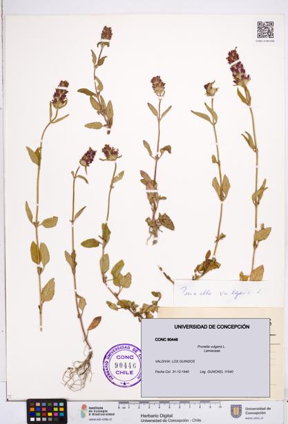 Prunella vulgaris [Espécimen: ]
