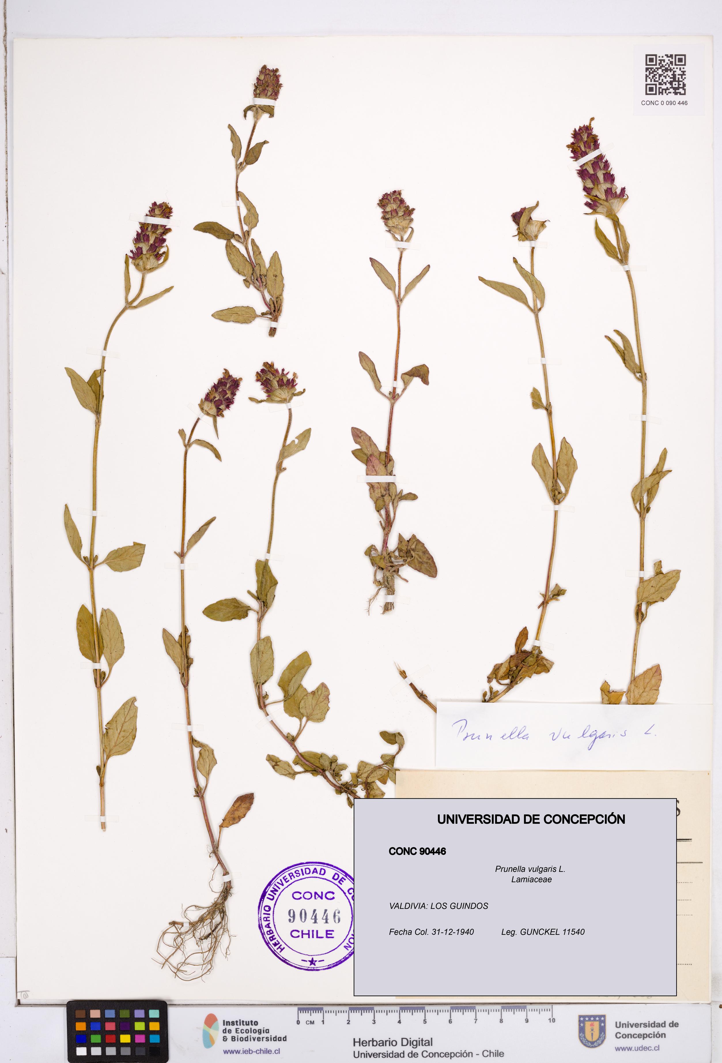 Prunella vulgaris [Espécimen: ]