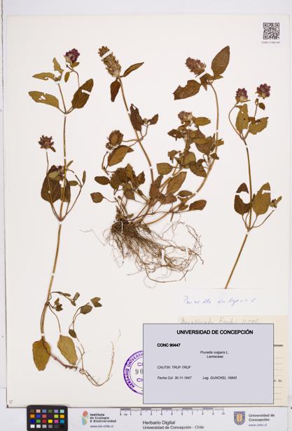 Prunella vulgaris [Espécimen: ]