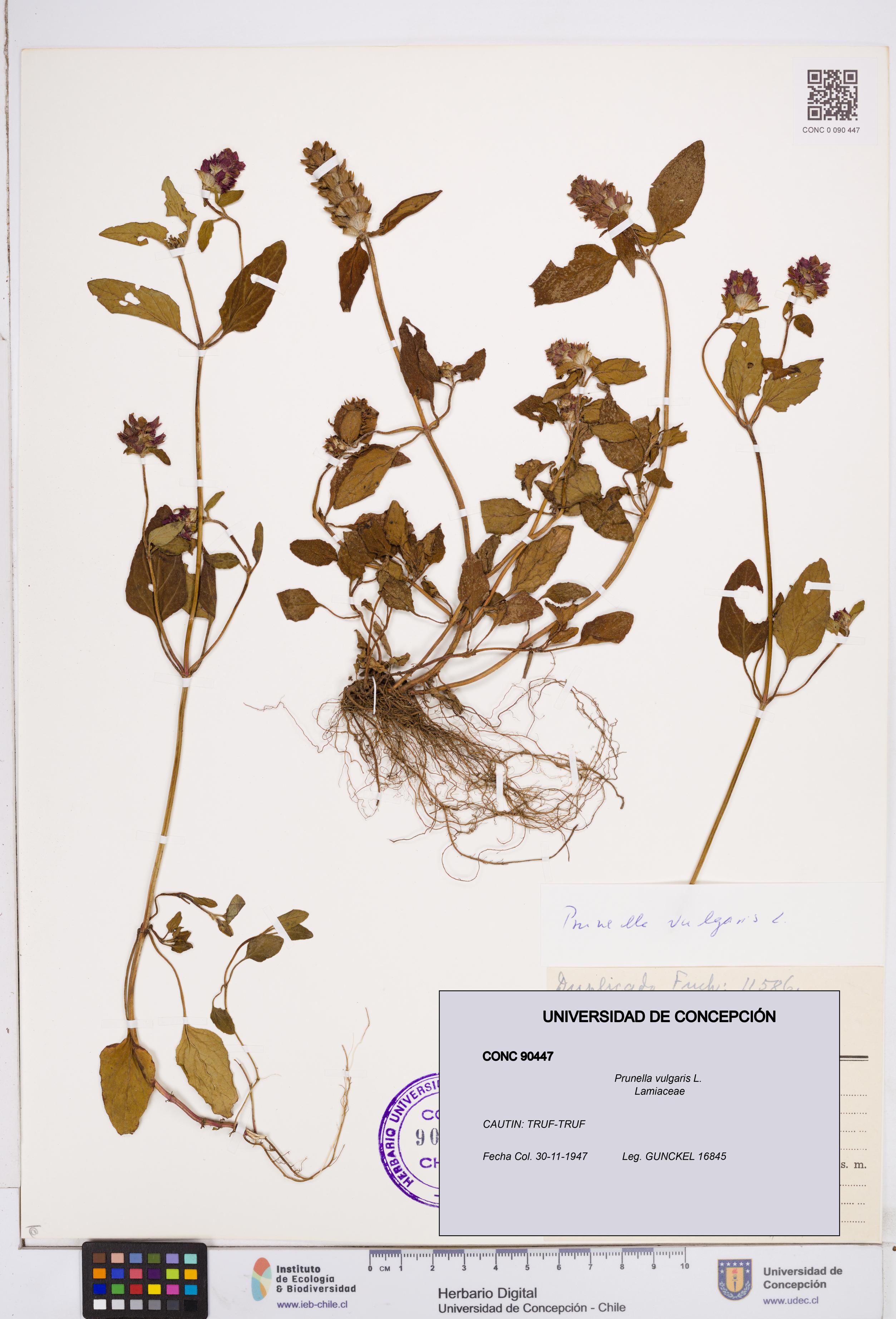 Prunella vulgaris [Espécimen: ]