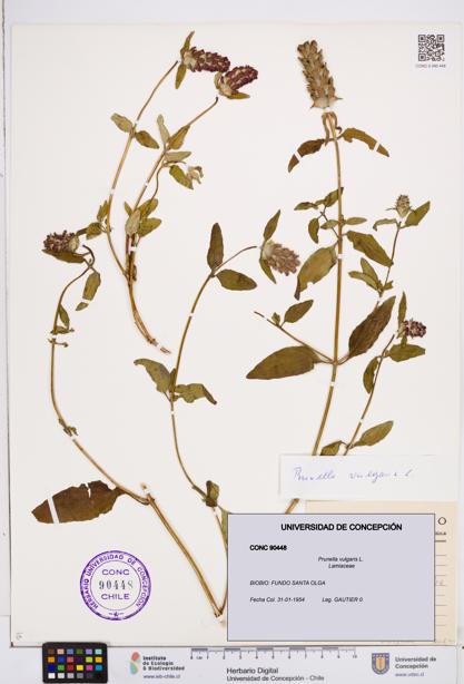 Prunella vulgaris [Espécimen: ]