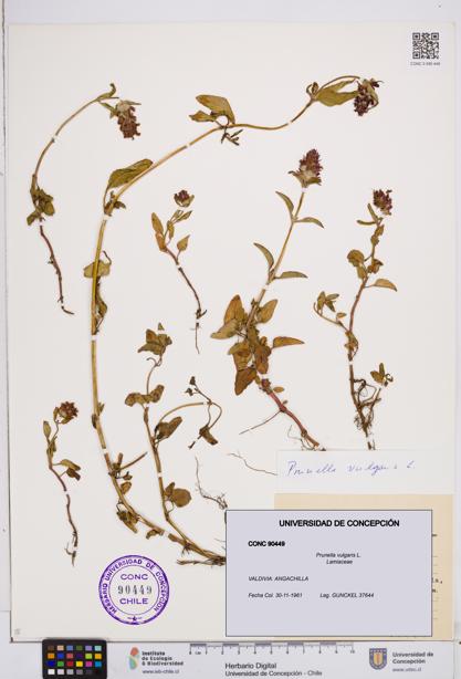 Prunella vulgaris [Espécimen: ]