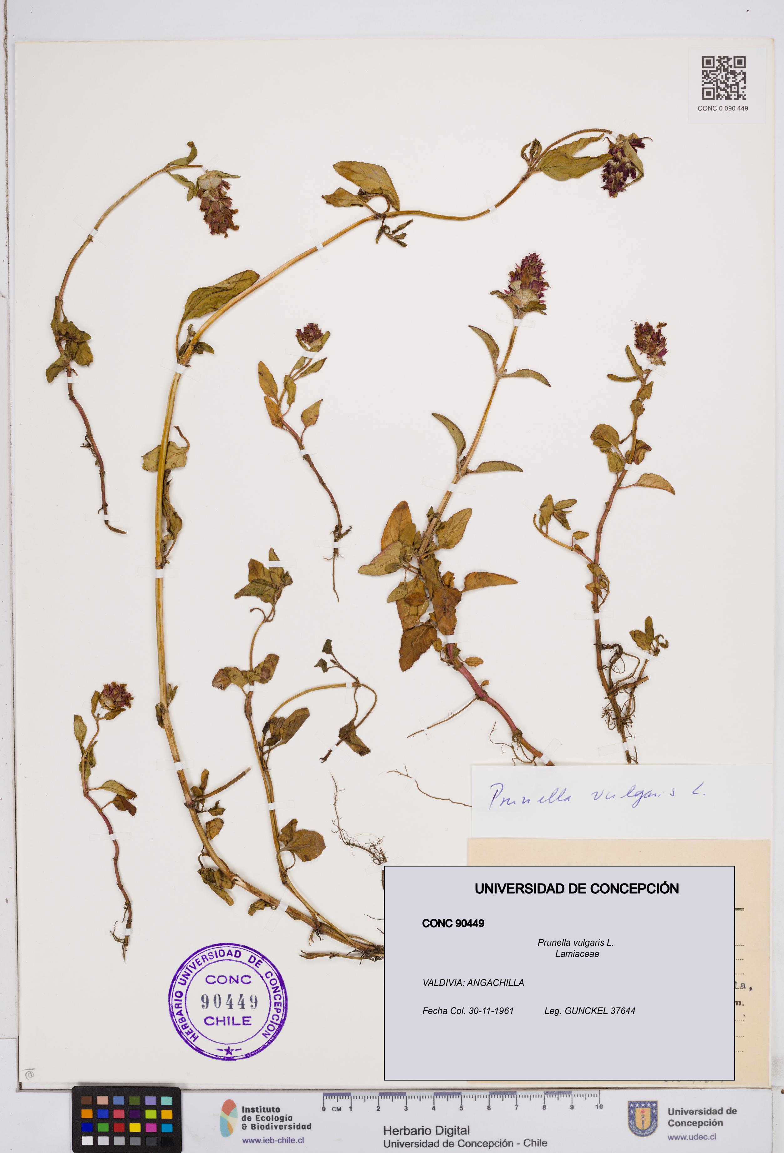 Prunella vulgaris [Espécimen: ]