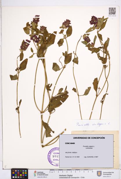 Prunella vulgaris [Espécimen: ]