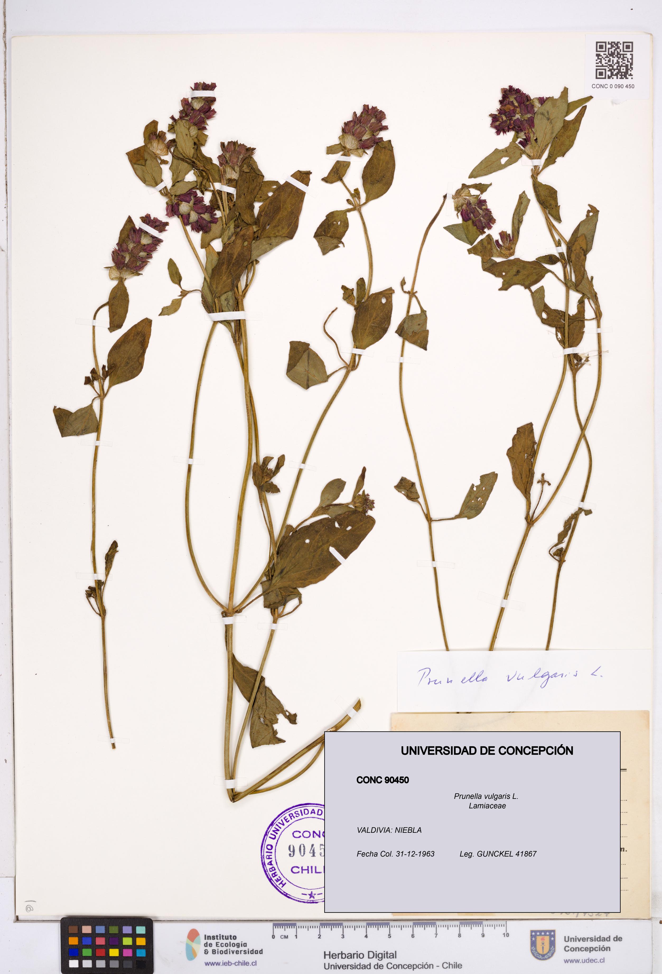 Prunella vulgaris [Espécimen: ]
