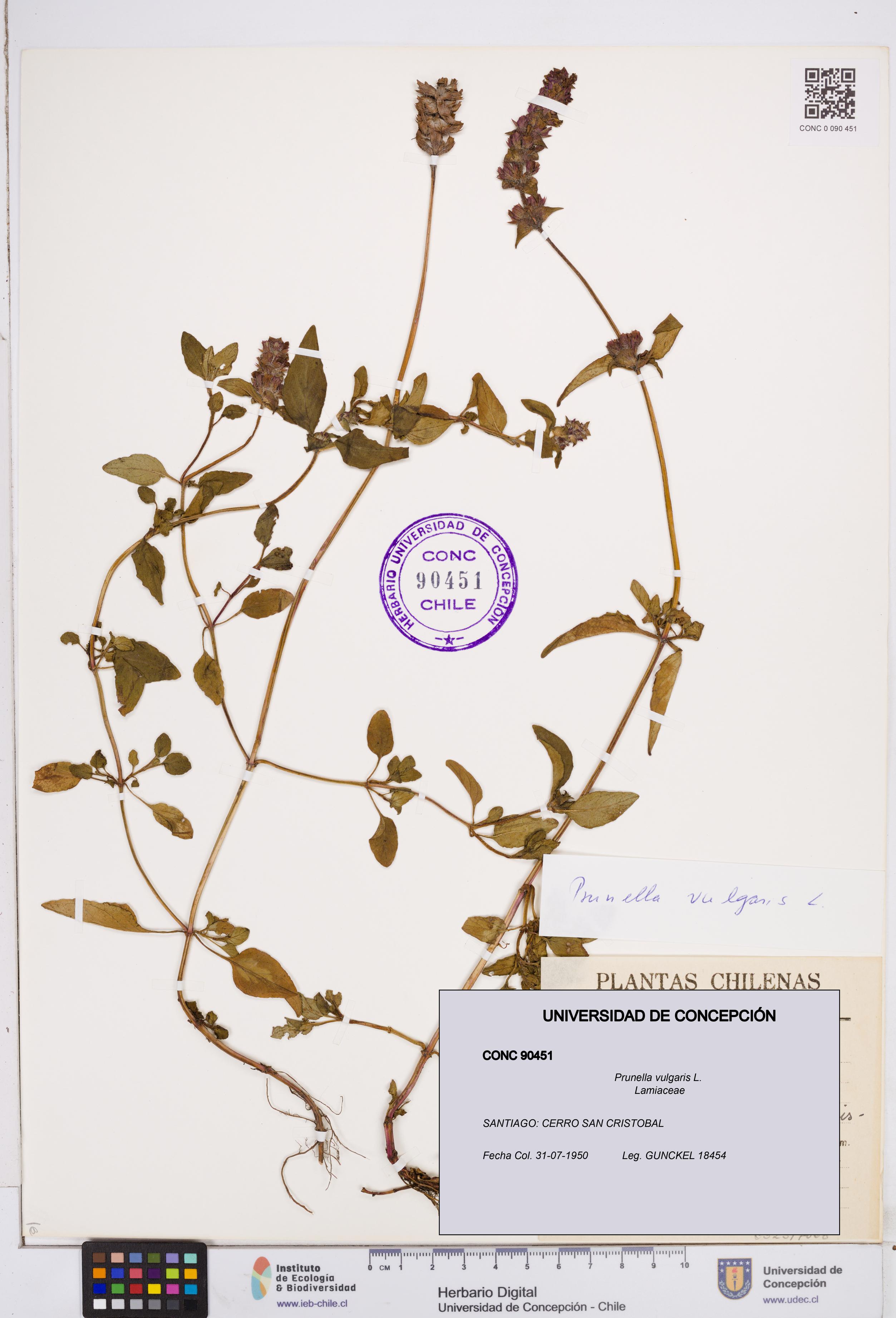 Prunella vulgaris [Espécimen: ]