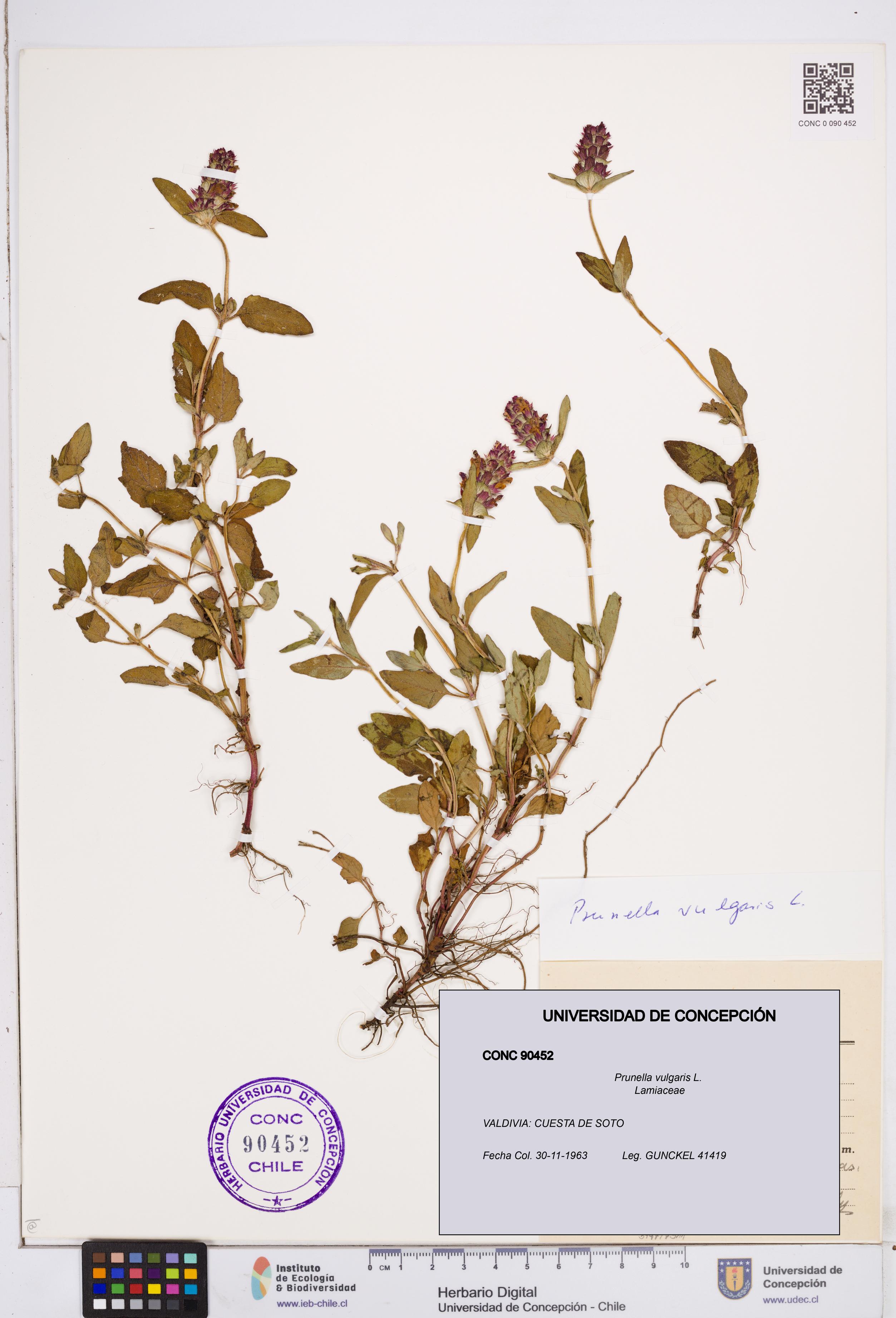 Prunella vulgaris [Espécimen: ]