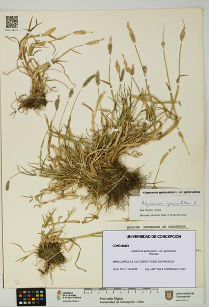 Alopecurus geniculatus [Espécimen: UDEC:CONC:0090470]