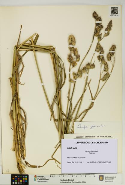 Dactylis glomerata [Espécimen: UDEC:CONC:0090476]