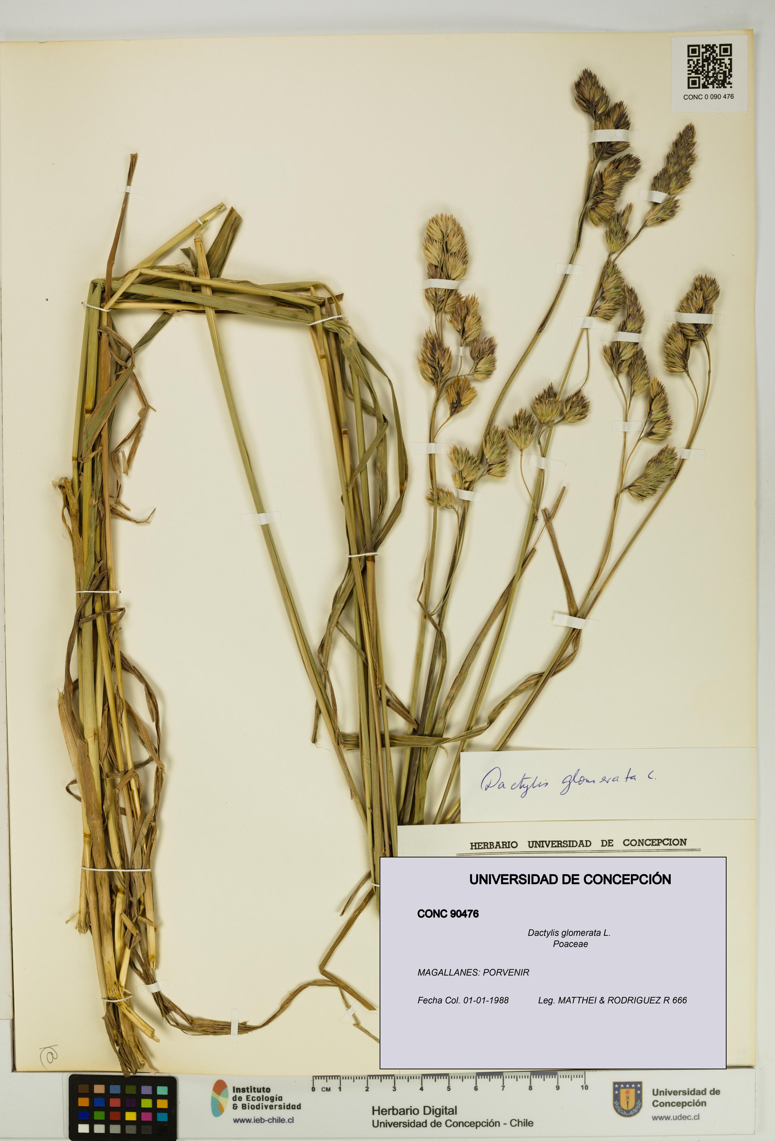 Dactylis glomerata [Espécimen: UDEC:CONC:0090476]