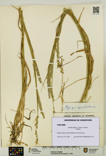 Elytrigia repens [Espécimen: UDEC:CONC:0090502]