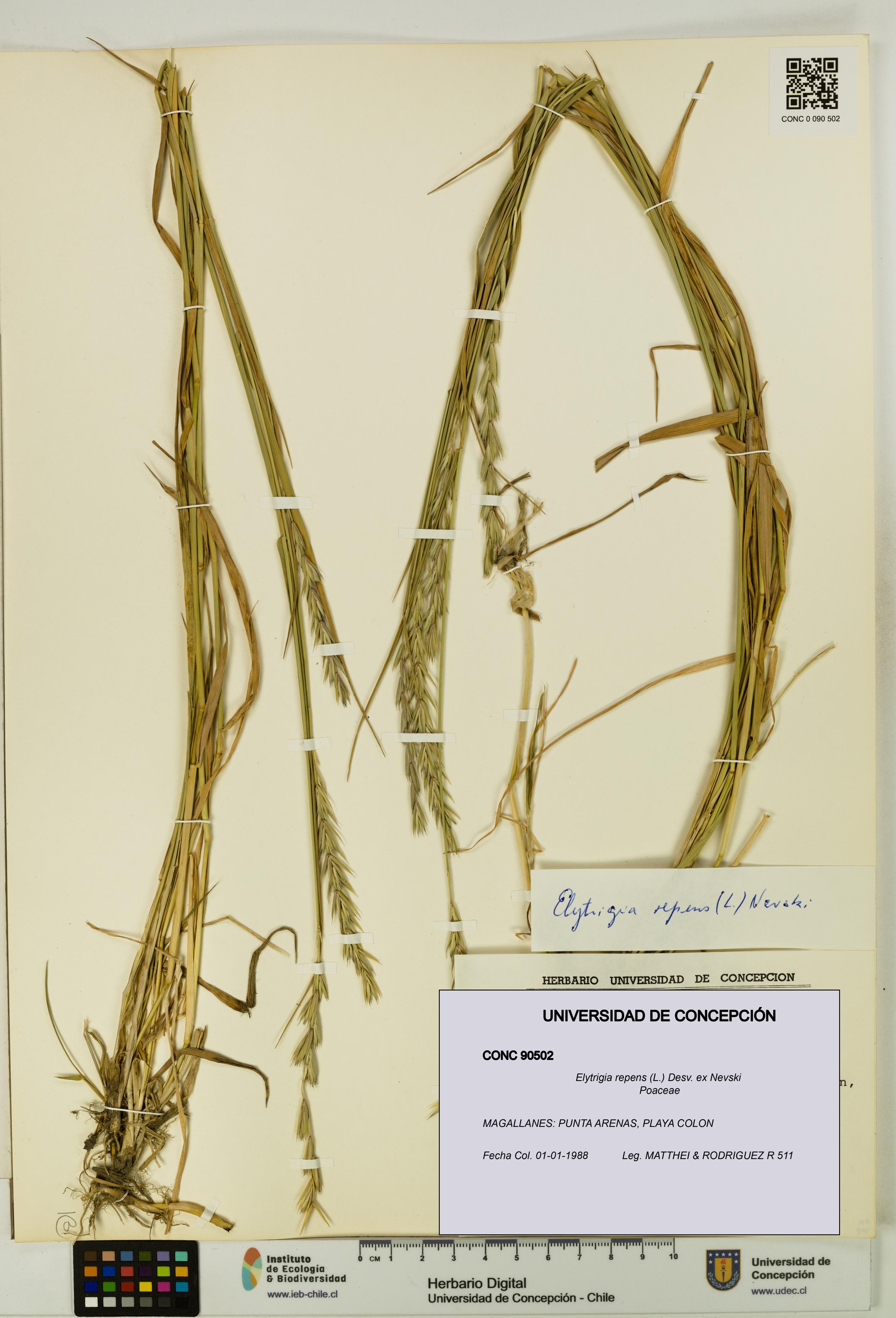 Elytrigia repens [Espécimen: UDEC:CONC:0090502]