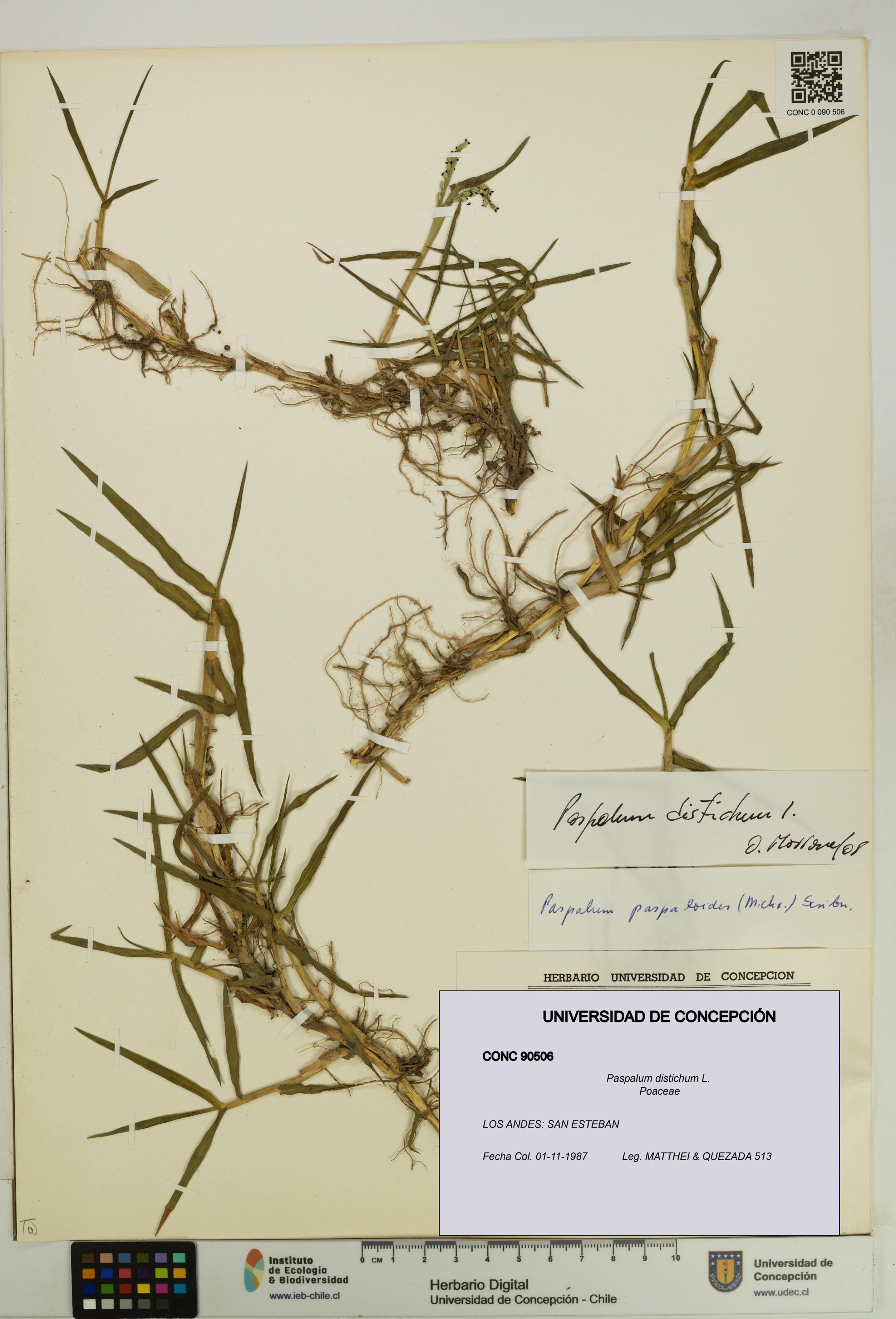 Paspalum distichum [Espécimen: UDEC:CONC:0090506]