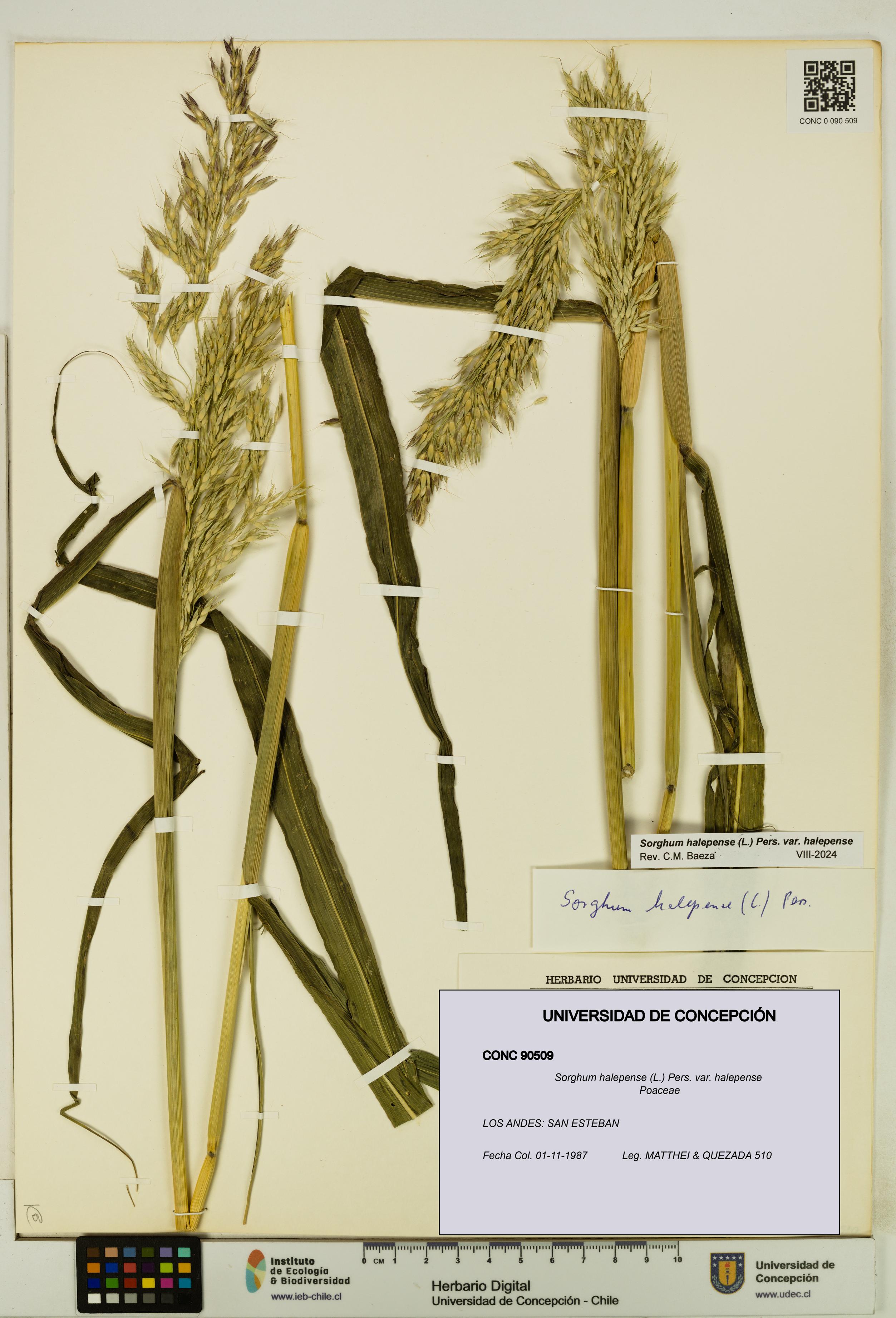 Sorghum halepense var. halepense [Espécimen: UDEC:CONC:0090509]