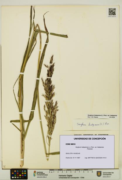 Sorghum halepense var. halepense [Espécimen: UDEC:CONC:0090510]