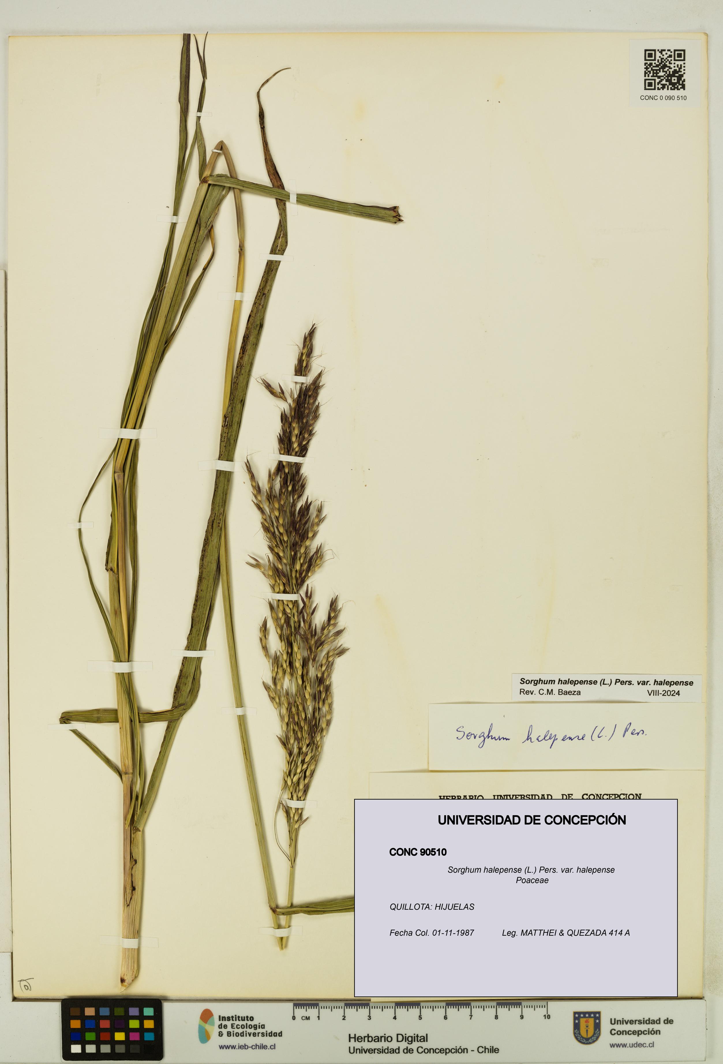 Sorghum halepense var. halepense [Espécimen: UDEC:CONC:0090510]