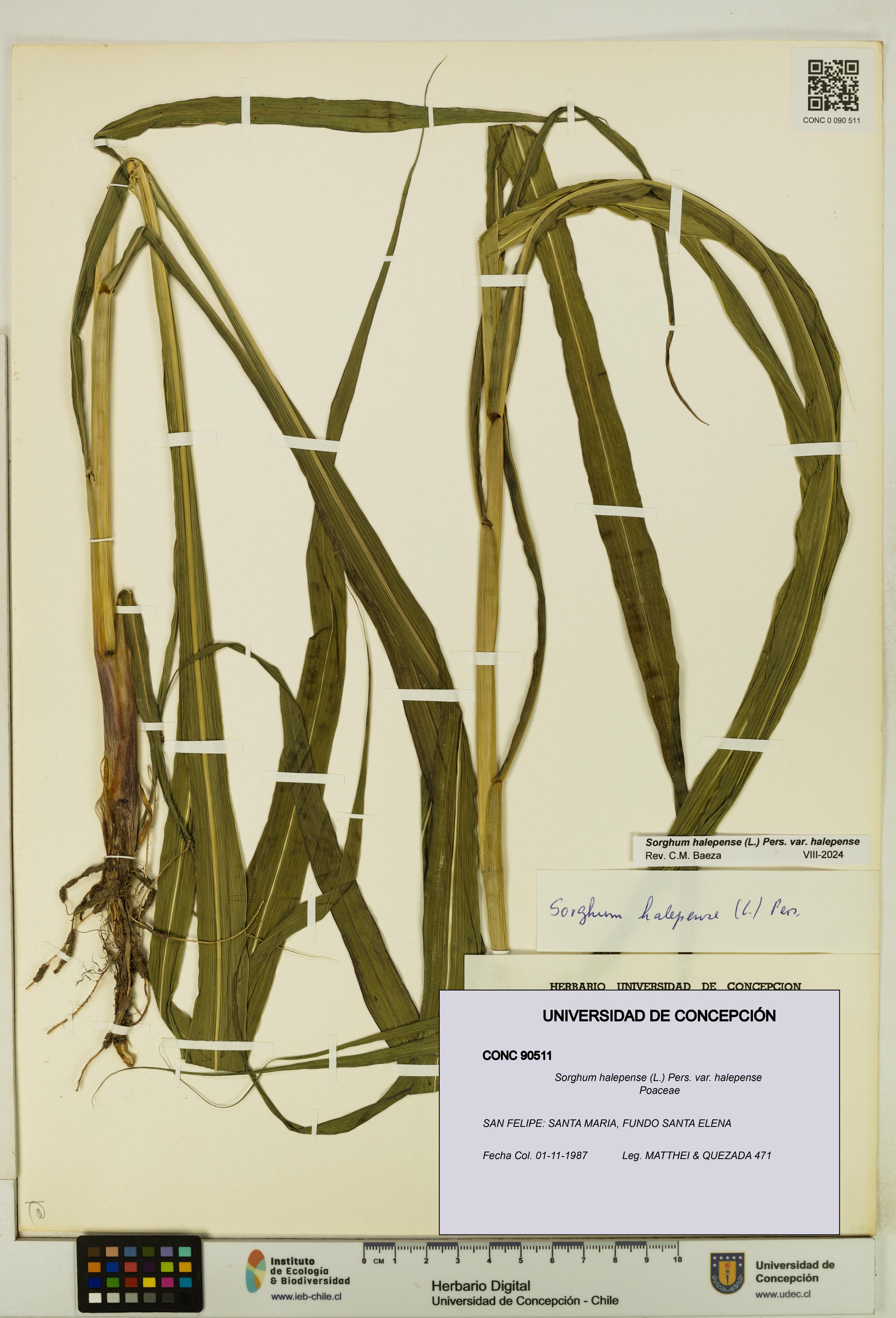 Sorghum halepense var. halepense [Espécimen: UDEC:CONC:0090511]