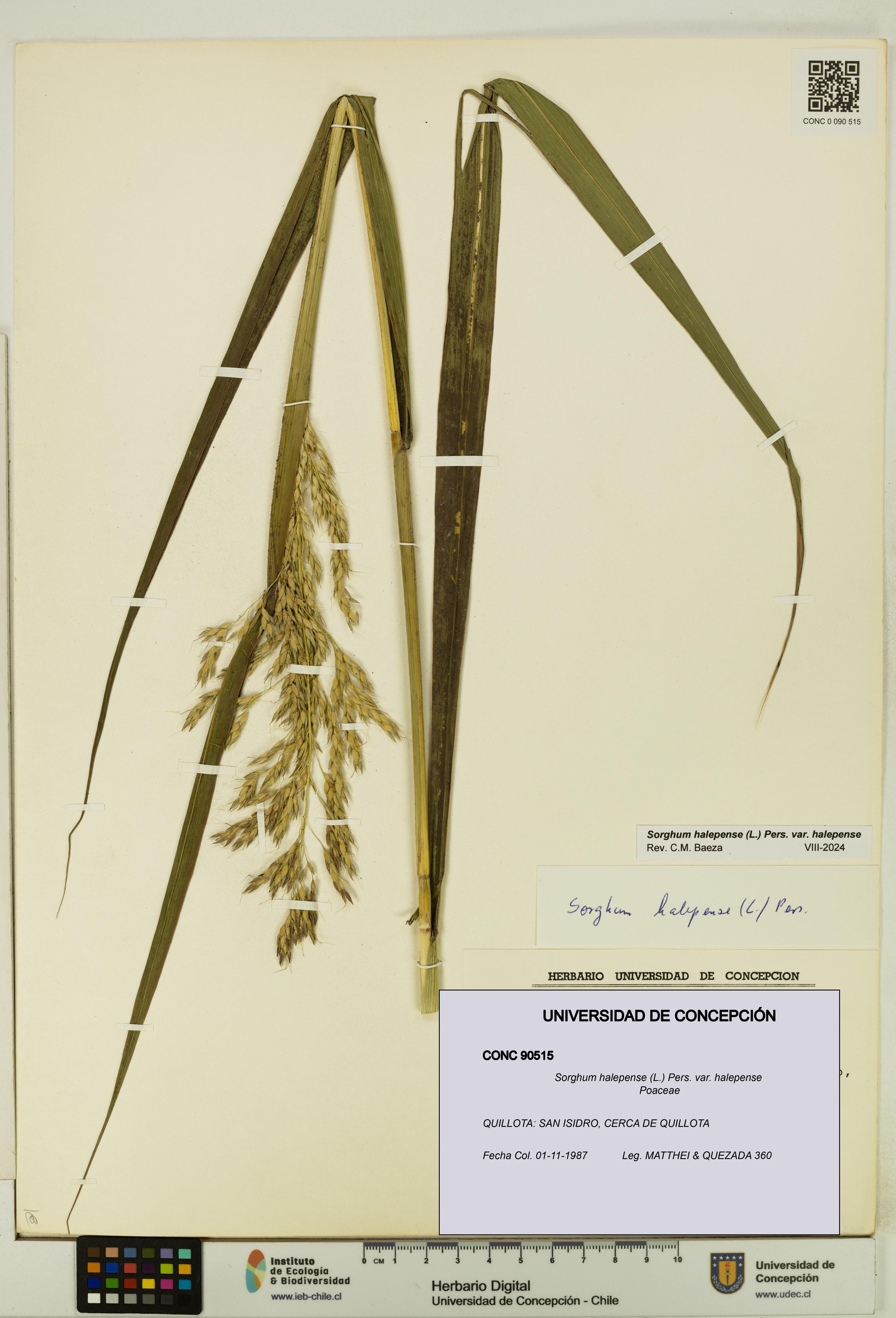 Sorghum halepense var. halepense [Espécimen: UDEC:CONC:0090515]