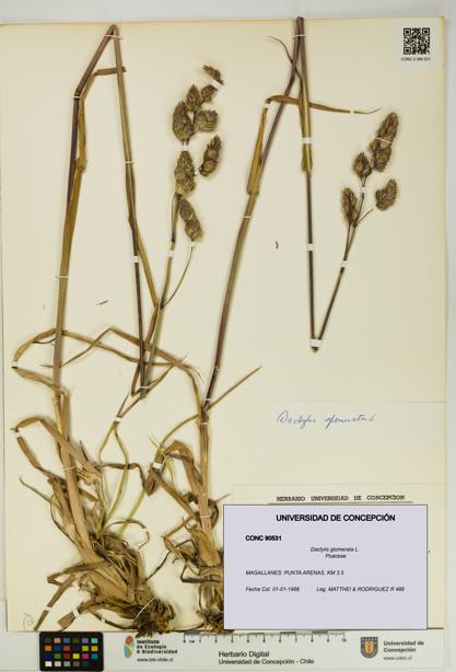 Dactylis glomerata [Espécimen: UDEC:CONC:0090531]