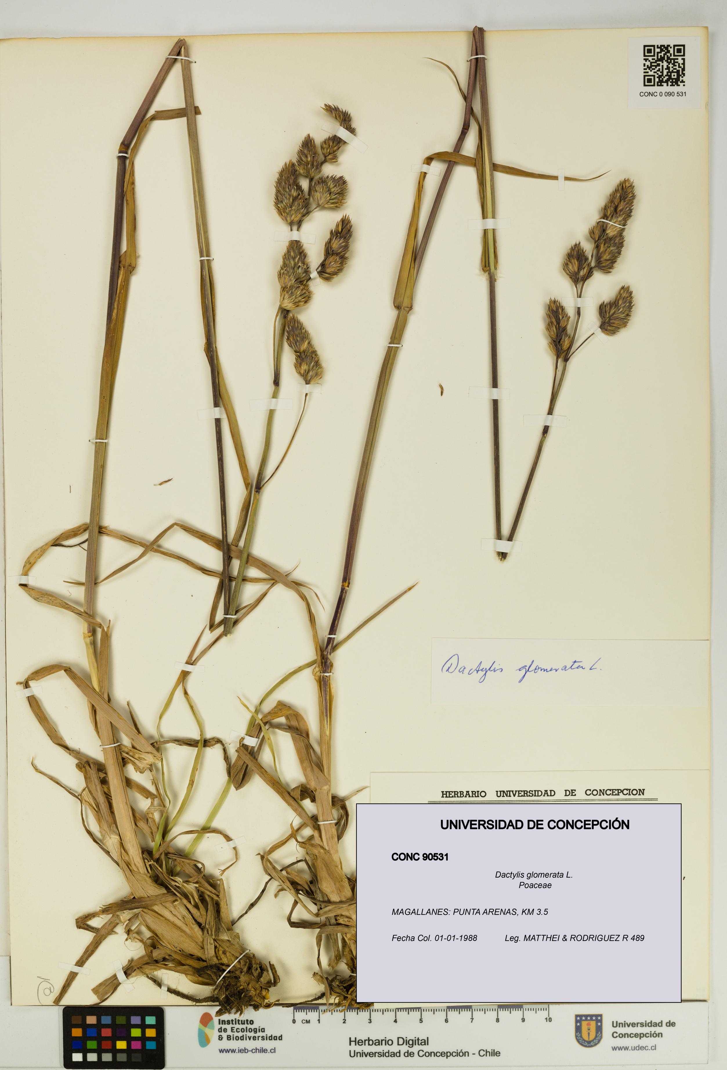 Dactylis glomerata [Espécimen: UDEC:CONC:0090531]