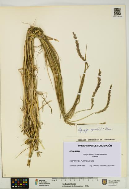 Elytrigia repens [Espécimen: UDEC:CONC:0090534]