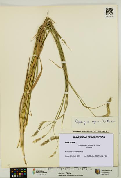 Elytrigia repens [Espécimen: UDEC:CONC:0090554]